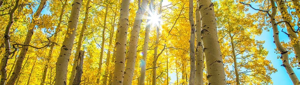While light of sun through golden aspen stand over Santa Fe, New Mexico, where M.M. Nakazono and his family lived.